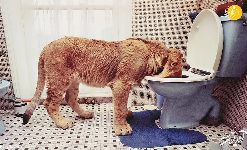 (تصاویر) داستان یک شیر؛ از بنز سواری تا رهایی در حیات وحش کنیا